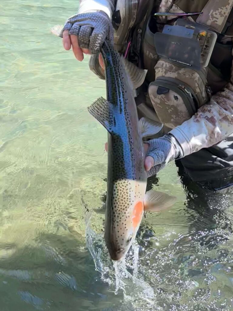 Rainbow trout in New Zealand