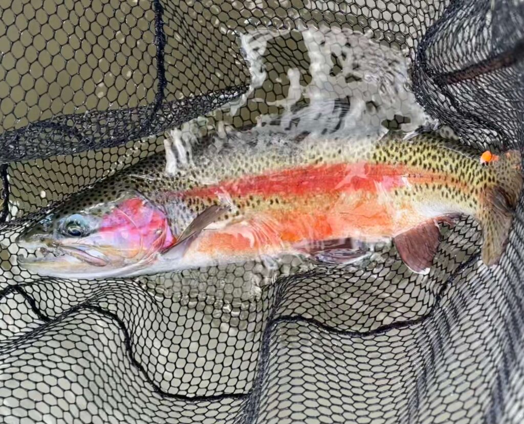 Big rainbow trout in net