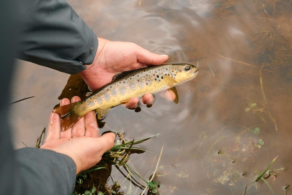 Wild African browntrout