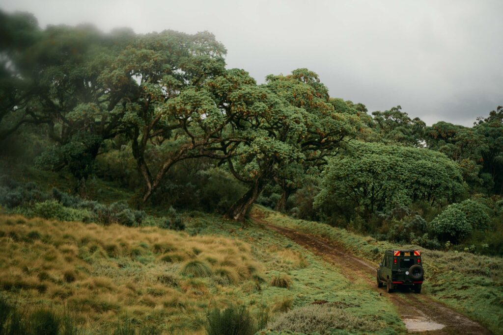 Driving high up into the Aberdares National Park, Kenya. 