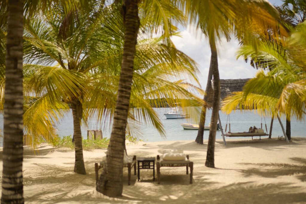 Manda Bay Palm Trees

