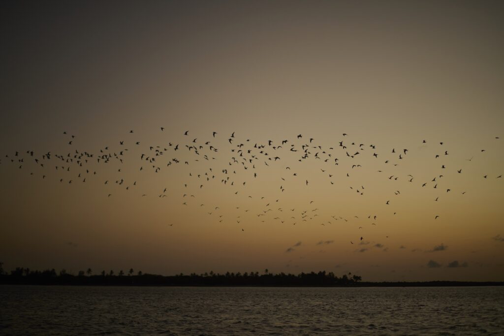 Manda Bay birds at night