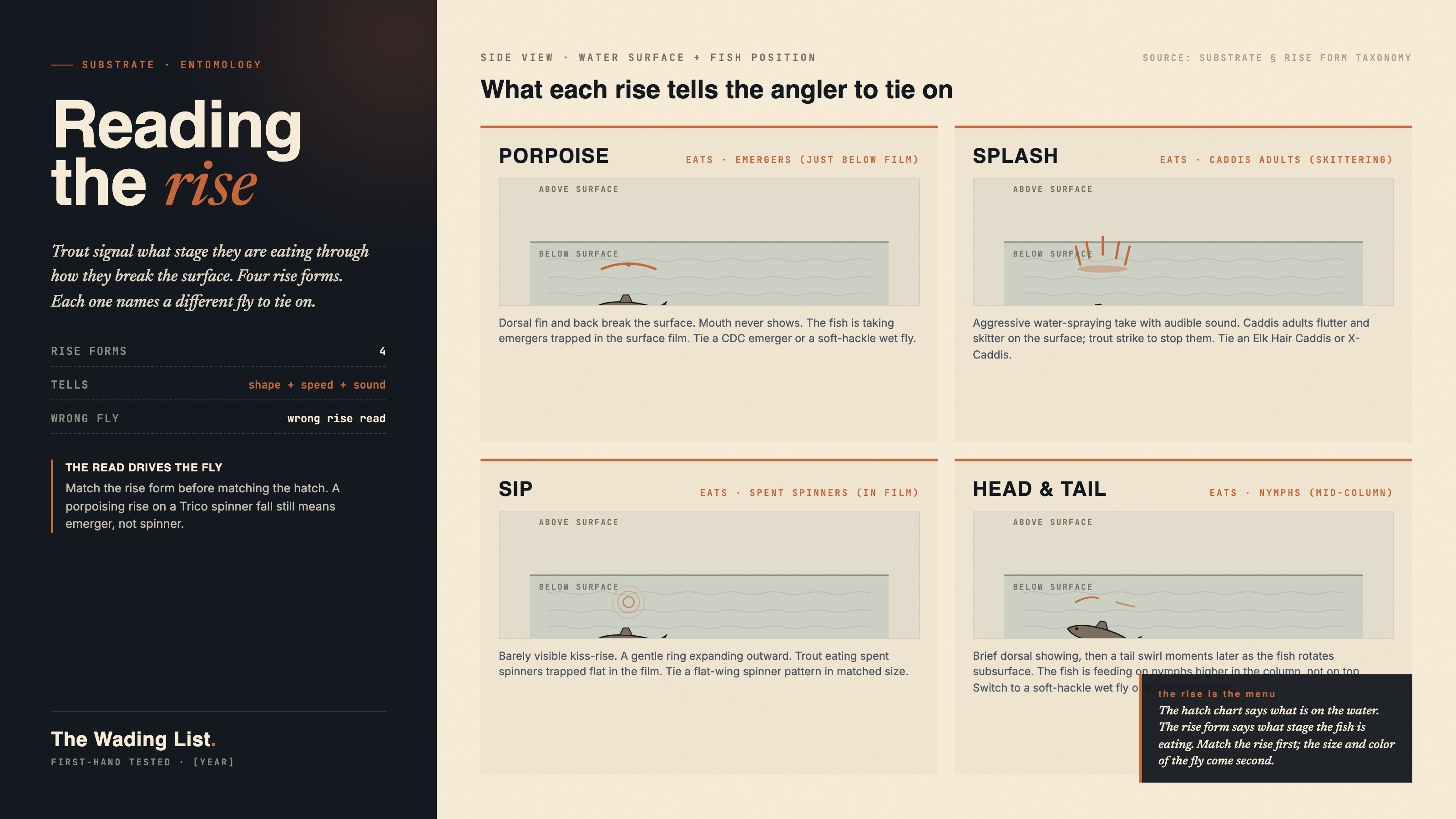 Four side-view diagrams of trout rise forms. Porpoising rise: dorsal and back show but no mouth, fish taking emergers below the film. Splash rise: aggressive water spray, fish taking caddis adults on top. Sip rise: gentle ring, fish taking spent spinners in the film. Head-and-tail: brief dorsal showing as fish turns subsurface, taking nymphs in the column.