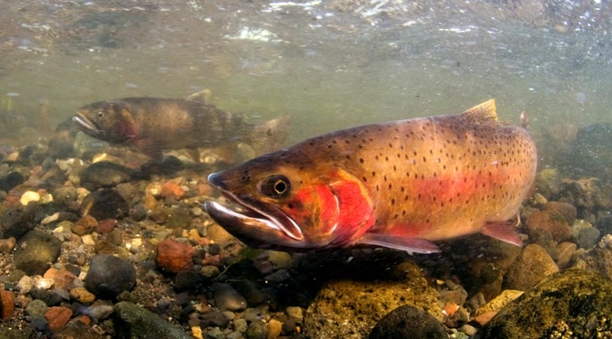 Return of the Yellowstone Cutthroat