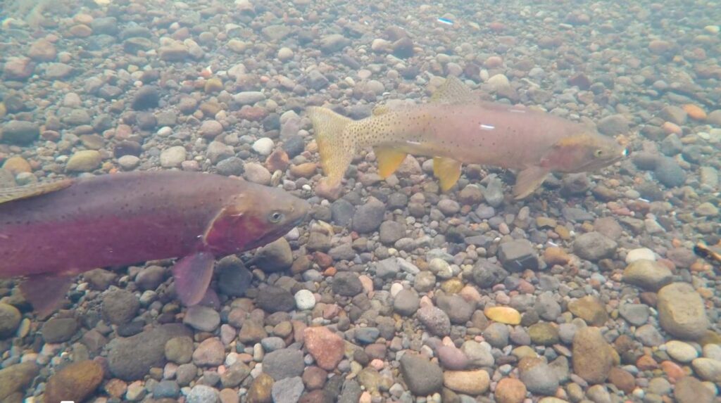 Male and female Yellowstone cutthroat trout during spawning season