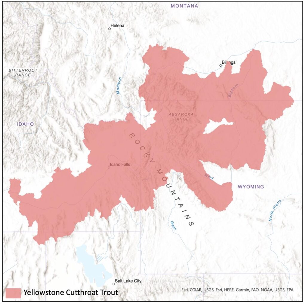 Map of the historic Yellowstone cutthroat trout range