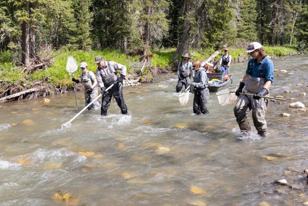 Yellowstone fisheries crew electrofishing upper Soda Butte Creek