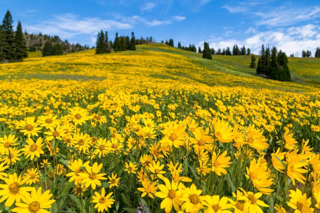 Arrowleaf balsamroot blooming in the Absaroka Mountains