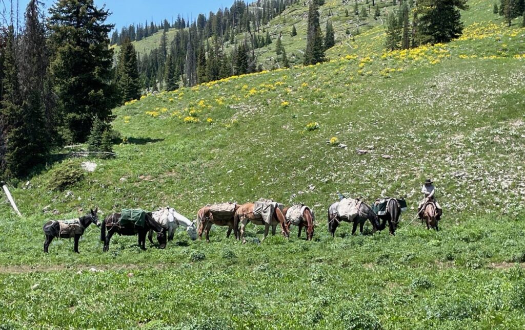 Horses and mules grazing beside a creek during a trail break
