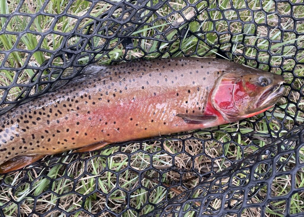Male Yellowstone cutthroat trout with crimson spawning colors