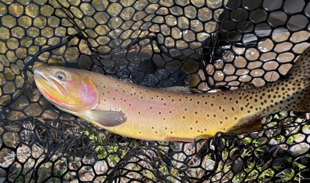 Female Yellowstone cutthroat trout with golden-brown coloration