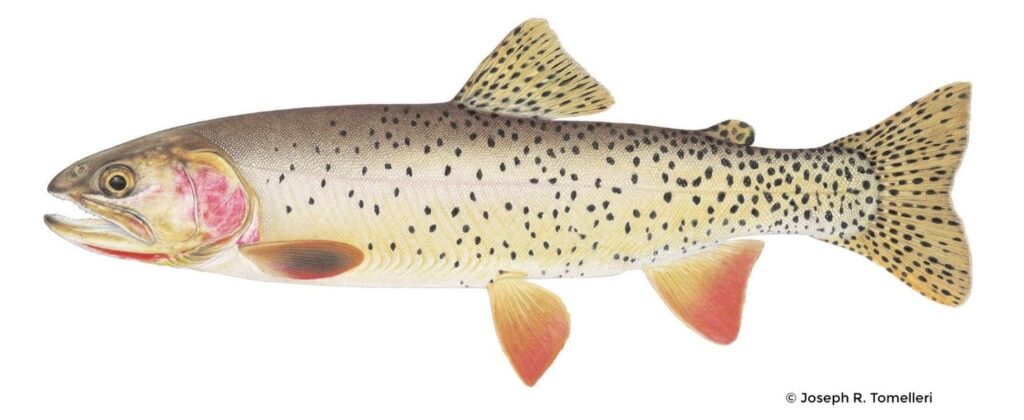 Illustration of a Yellowstone cutthroat trout
