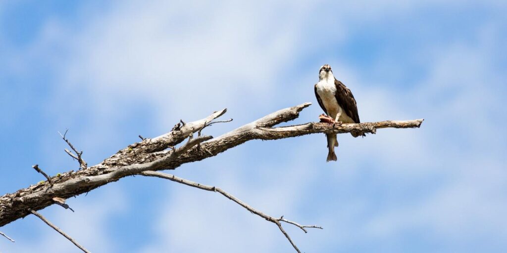 Osprey perched on a tree branch in Yellowstone