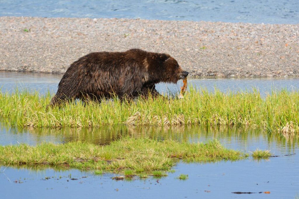 Grizzly bear walking through Yellowstone National Park